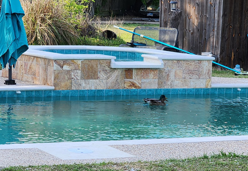 A duck swims in a backyard pool next to a hot tub, with patio furniture and a pool cleaning pole nearby.